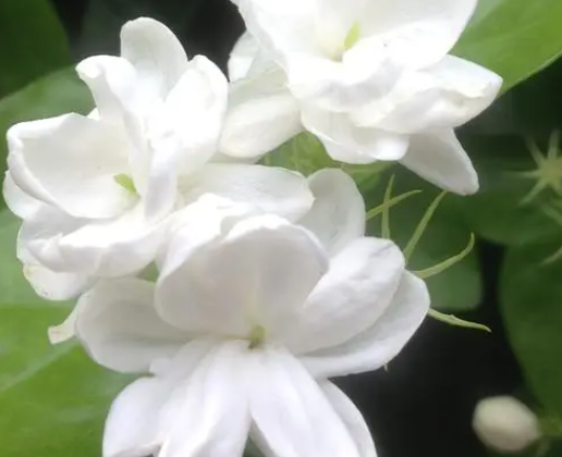 栀子花为啥都是沙土种植