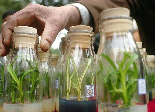 组培兰花会开花吗