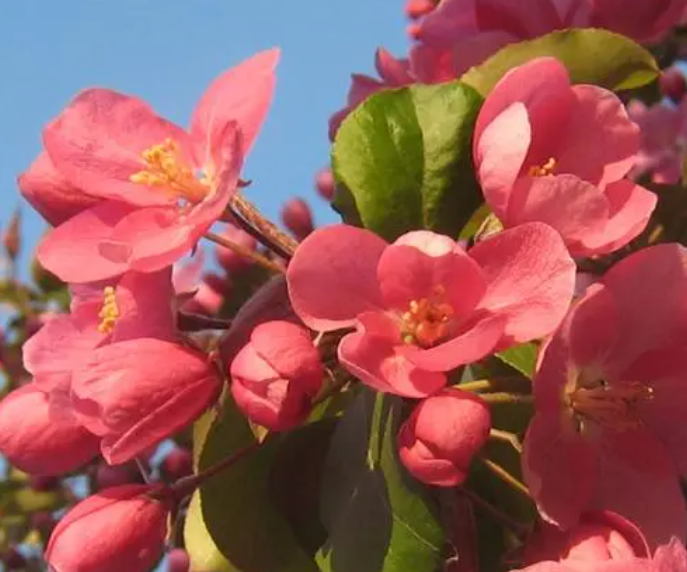 海棠花什么时候修剪