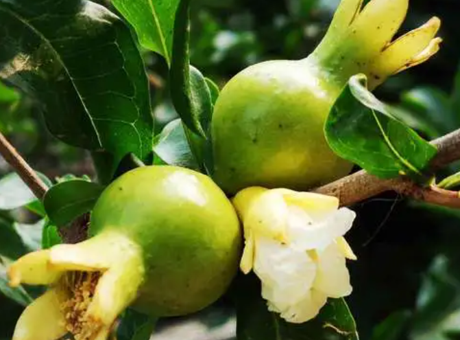 石榴树六月份能扦插吗