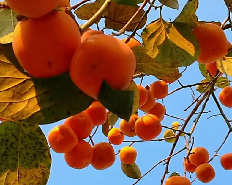 柿子树全年施肥时间是什么时候呢