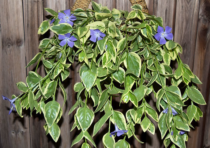 花叶蔓长春能在室内