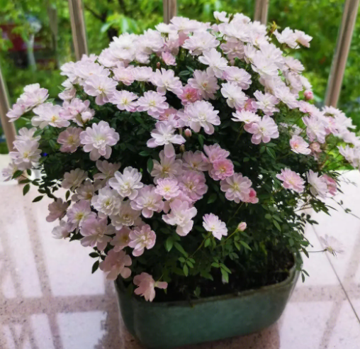 姬月季为什么不开花