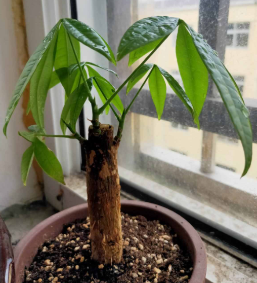 发财树夏天浇水要点