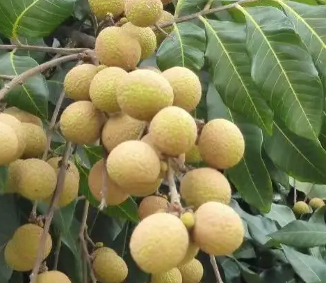 龙眼树摘果后怎样修剪