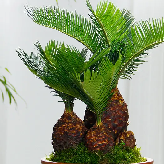 红铁树叶子枯黄怎么办