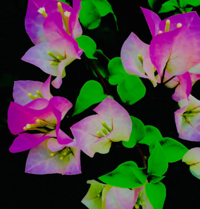 叶子花如何浇水