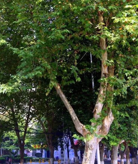 行道树法桐修剪