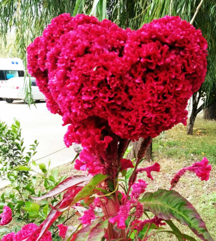 七八月份可以种鸡冠花吗