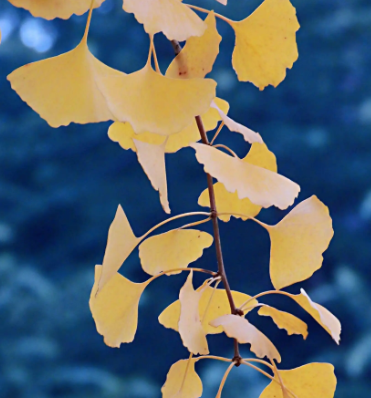 怎么种植银杏树