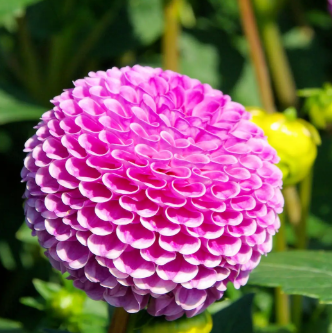 大丽花种球浸泡