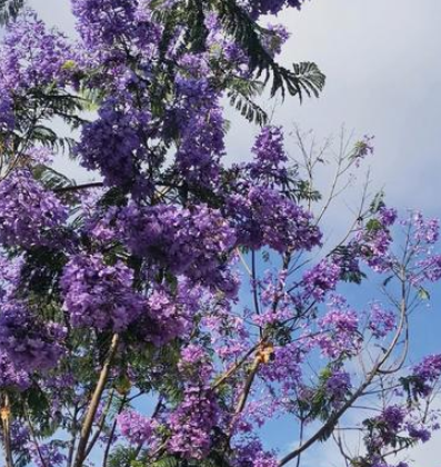 蓝花楹移栽技术要点