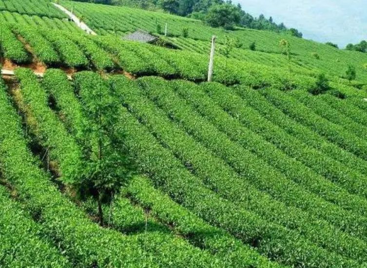 种植茶树几年可有收益