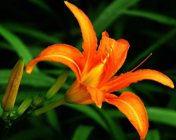 大花萱草优缺点