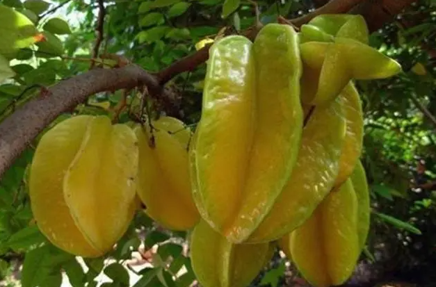 种杨桃树的忌讳