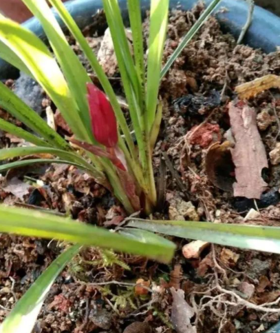 梧桐树皮能养兰花吗