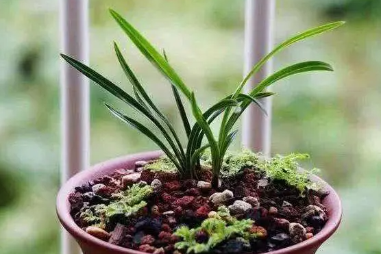 刚换盆的兰花注意什么