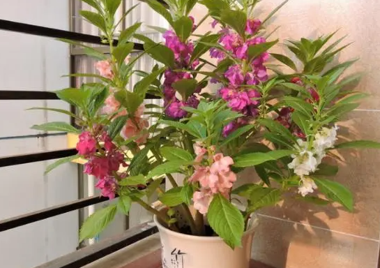 凤仙花施肥和浇水要领