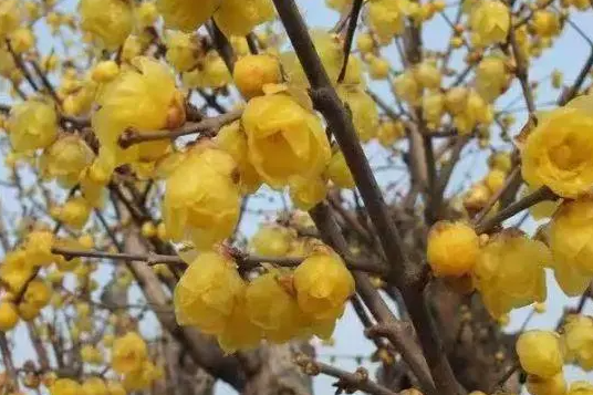 腊梅花修剪方法和注意事项