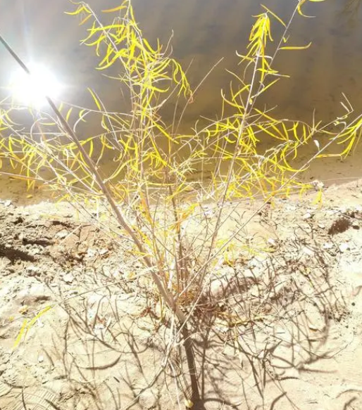 胡杨多久出一次树苗