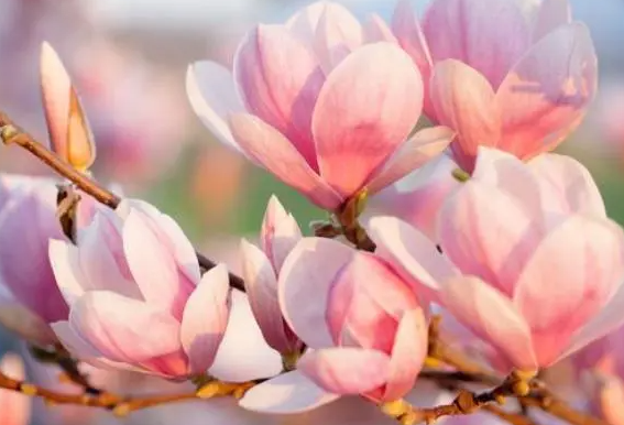 玉兰花养护注意什么