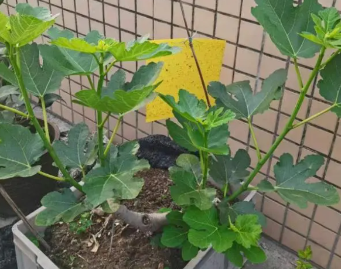 无花果树能不能在屋里养