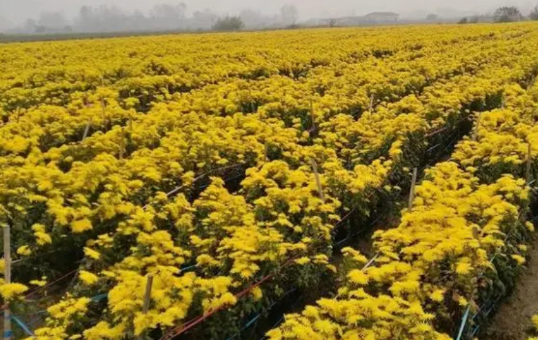 种菊花一年收入能赚多少