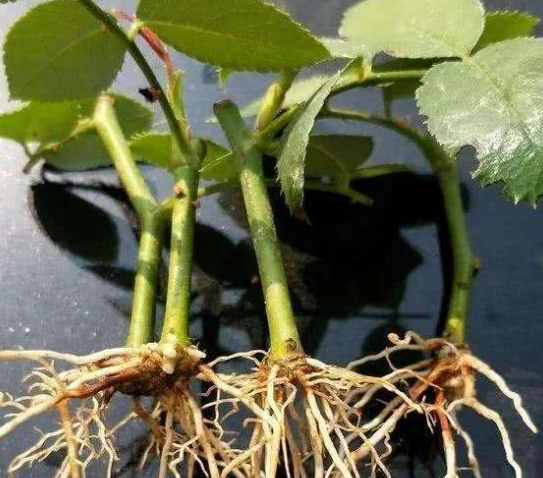 树枝扦插生根最快方法