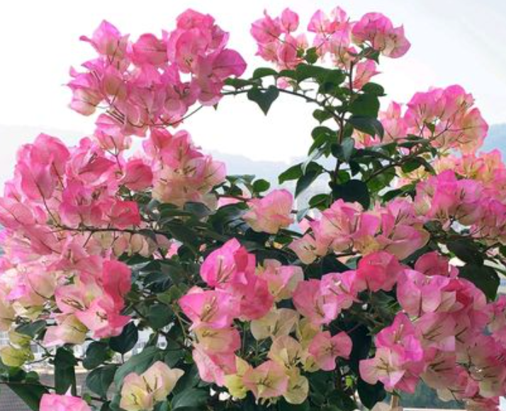 三角梅开完花后怎么管理