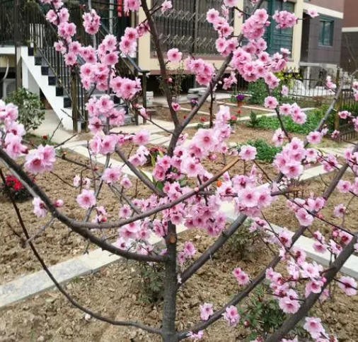 梅花现在这个季节可以移栽吗