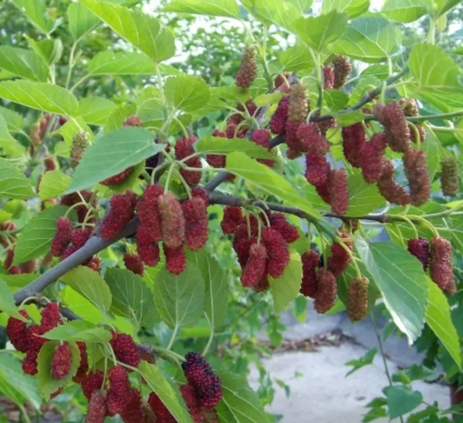 桑树能不能种院子