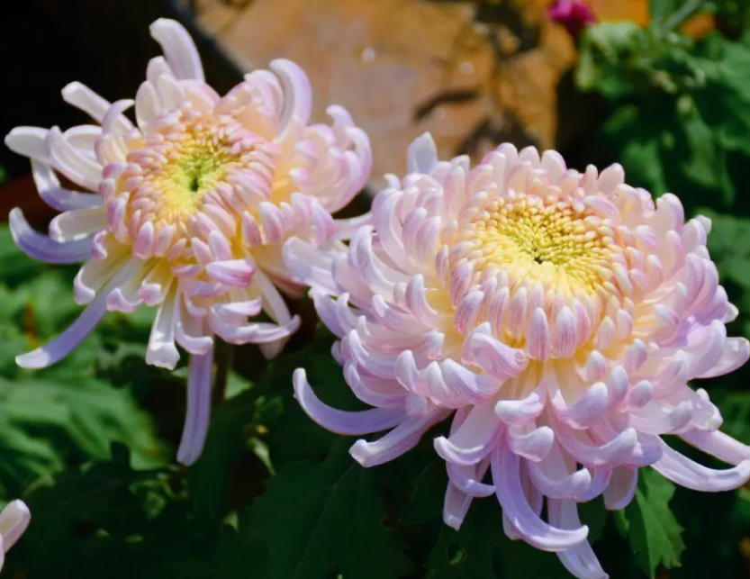 菊花怎么繁殖呢