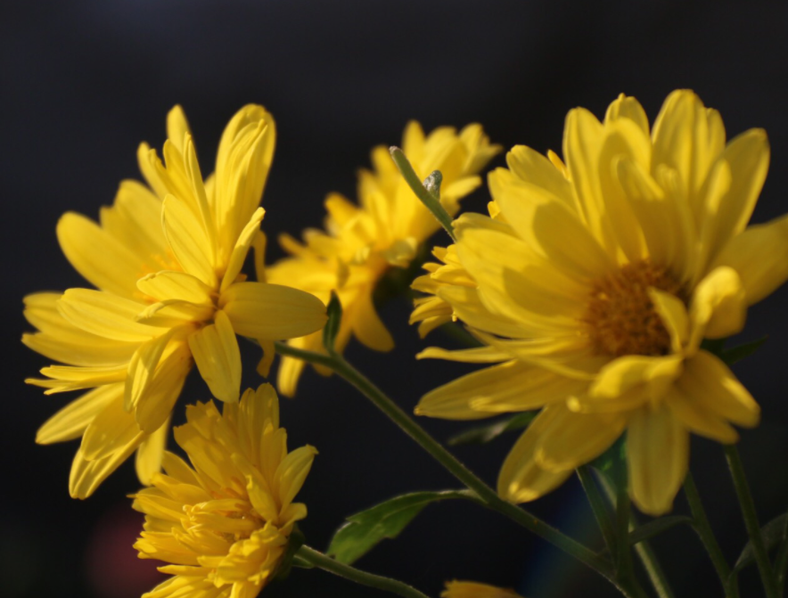 菊花适合什么土壤种植呢