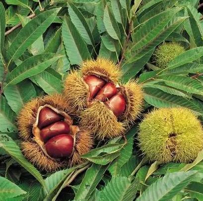 板栗树适合在哪里生长