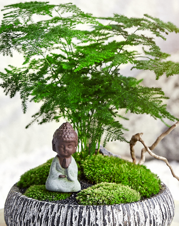 文竹适合多大的花盆