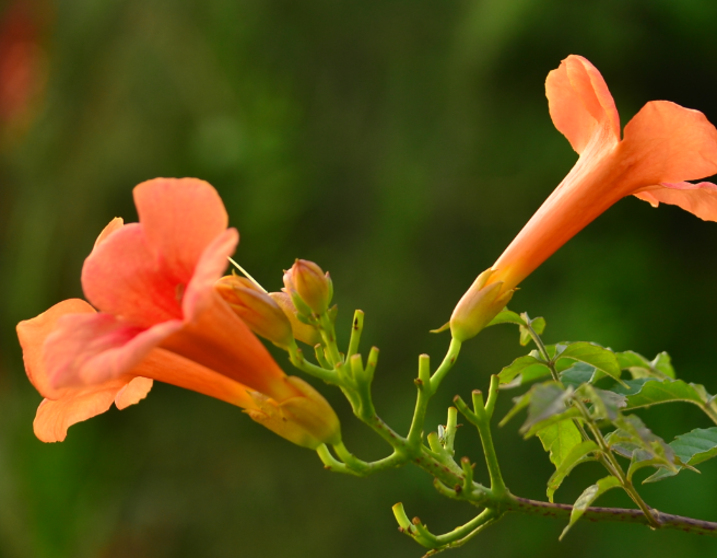 凌霄花花后剪枝