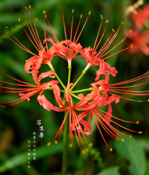 彼岸花象征着什么