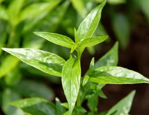 穿心莲花怎么养殖最好