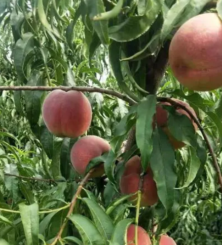 桃树树干里面的虫如何防治