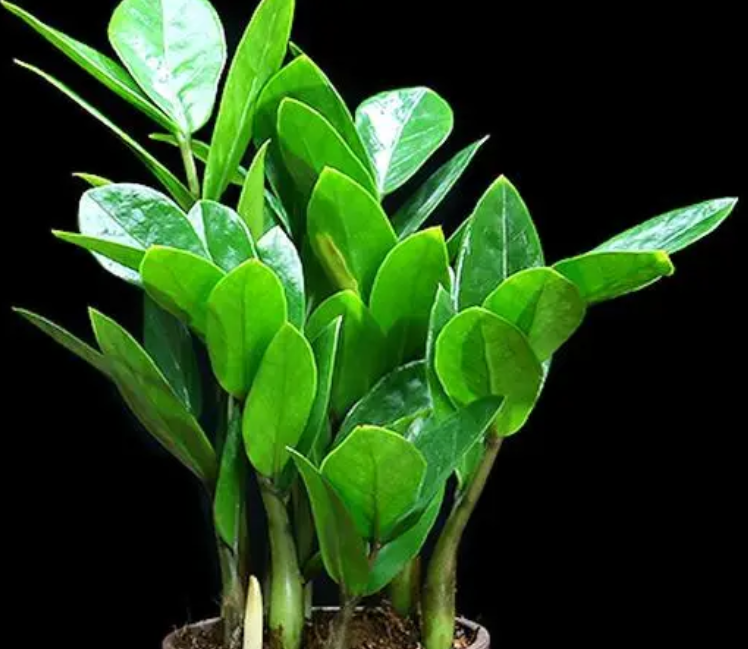 金钱树怎么种植啊