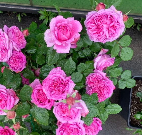 庞巴度月季和花宫娜哪个好