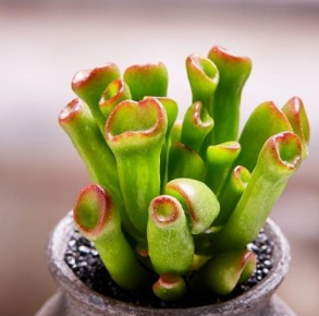 摇钱树多肉怎么分株