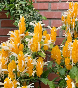 虾衣花怎么剪枝才好