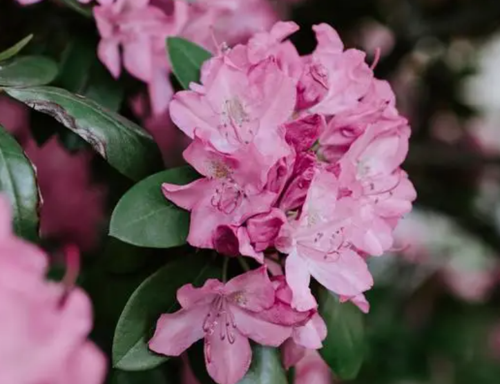 杜鹃花有多少种颜色