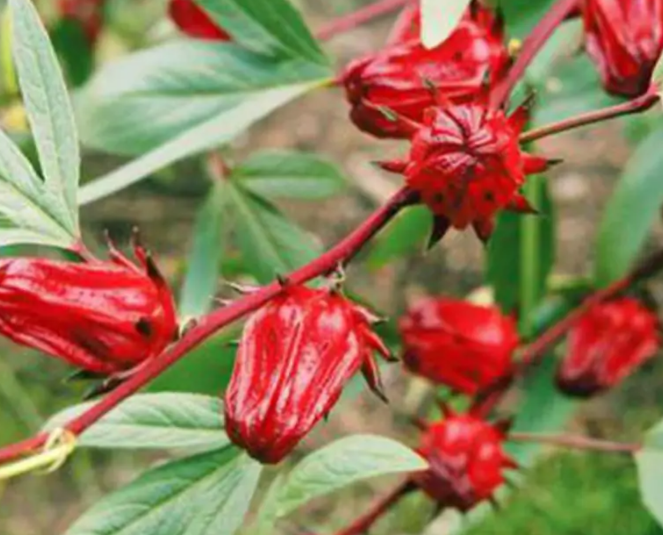 洛神花的盆栽方法是什么呢