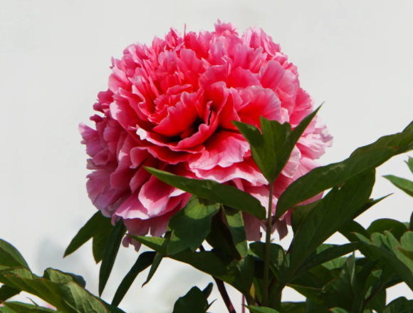 牡丹花怎么栽培呢