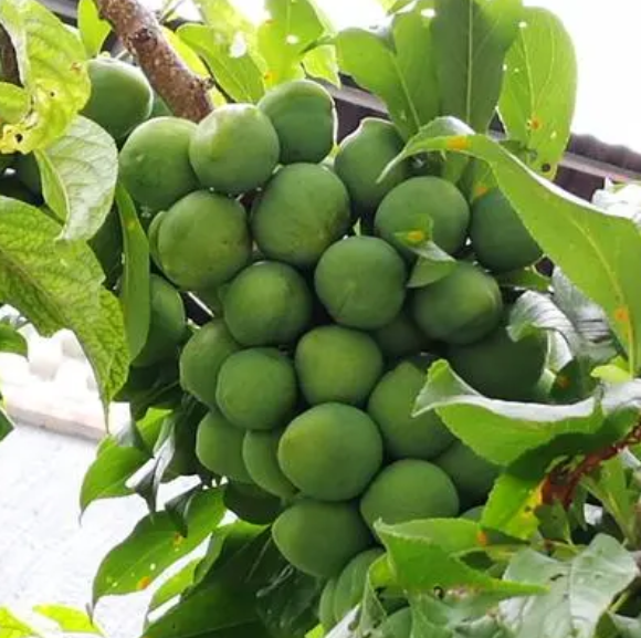 李子树苗什么时候剪枝