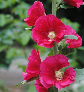 蜀葵从小苗到开花多久