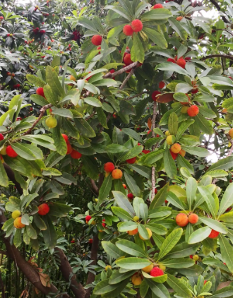 杨梅树北方可以种植吗