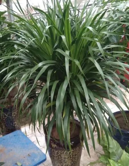 龙血树水培和土培哪个好